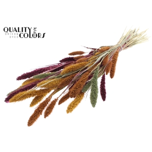 Setaria per bunch Pumpkin Spice