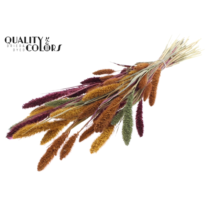 <h4>Setaria per bunch Pumpkin Spice</h4>