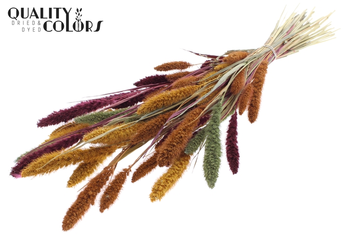 Setaria per bunch Pumpkin Spice