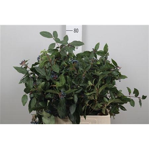 Vibur Dark Bl Herman