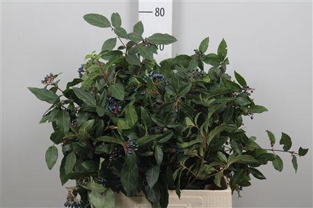 <h4>Vibur Dark Bl Herman</h4>