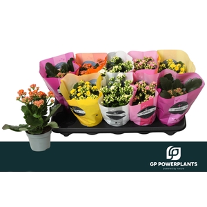 KAL GE PERF GEM 5 KL