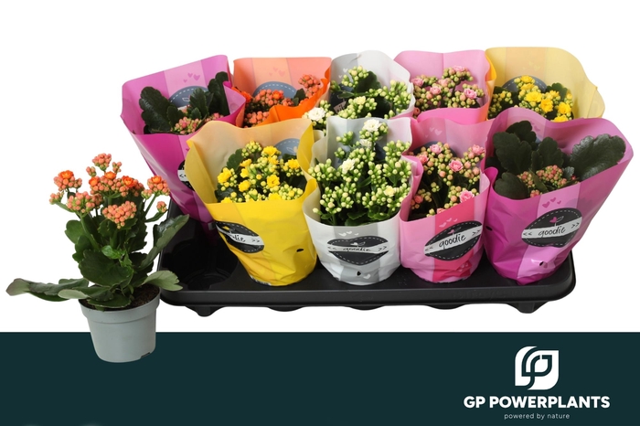 <h4>KAL GE PERF GEM 5 KL</h4>