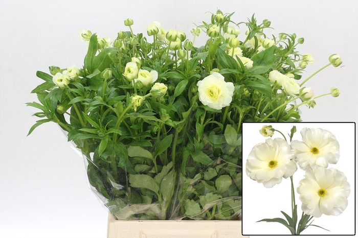 <h4>RAN BUTTERFLY GRACES</h4>