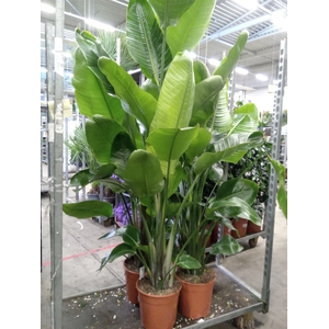 Strelitzia nicolai