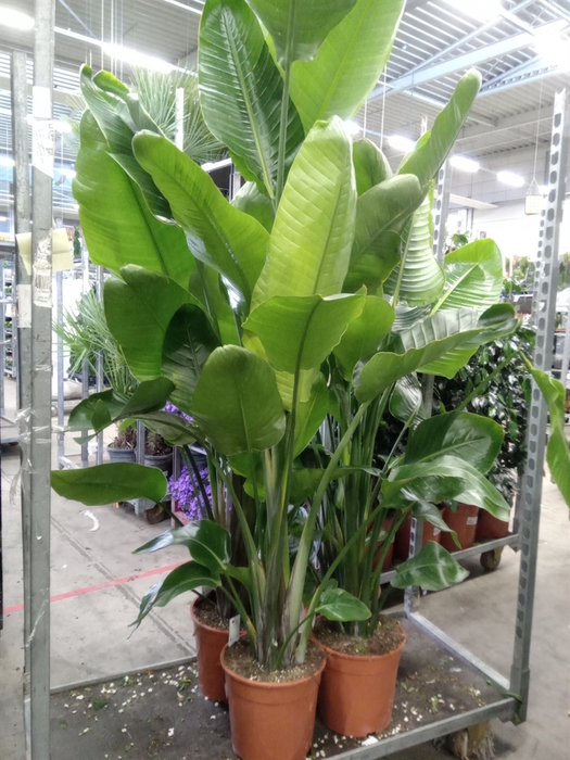 <h4>Strelitzia nicolai</h4>