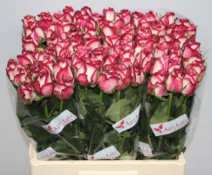 <h4>R GR PALOMA</h4>