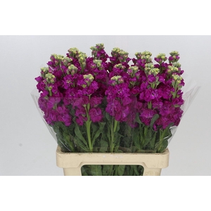 Matthiola Iron Cerise