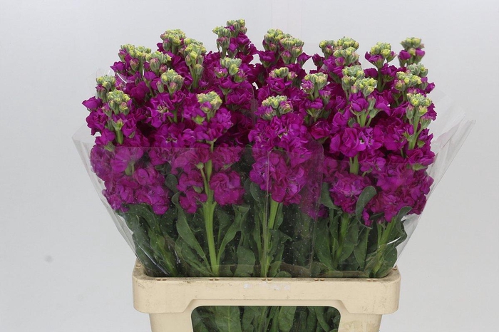 <h4>Matthiola Cerise</h4>
