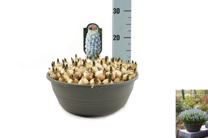 <h4>Muscari Peppermint</h4>