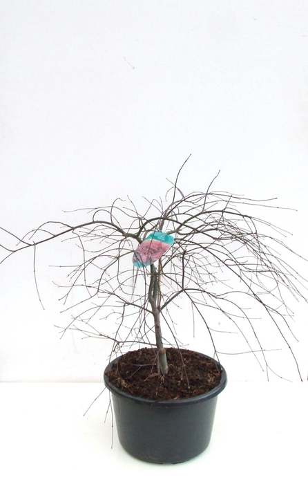 <h4>Acer palmatum 'Garnet' P38 Full CC</h4>