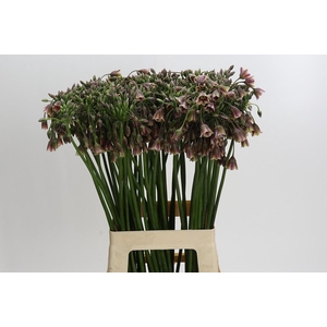 Allium Nectaroscordum Siculum