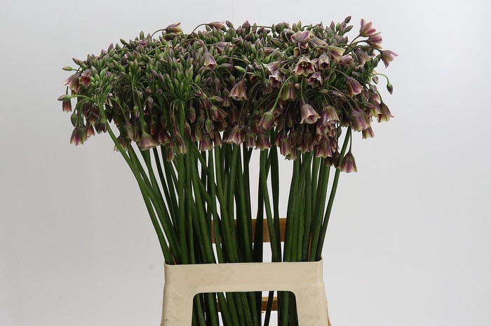 <h4>Allium Nectaroscordum Siculum</h4>