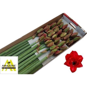 HIPP DG CHERRY BUNDER X 3 OG GRØNT