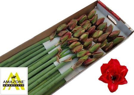 <h4>HIPP DG CHERRY BUNDER X 3 OG GRØNT</h4>