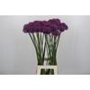 Allium 'Dark Knight'