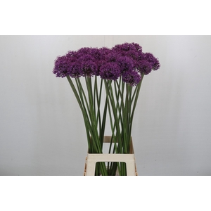 Allium 'Dark Knight'