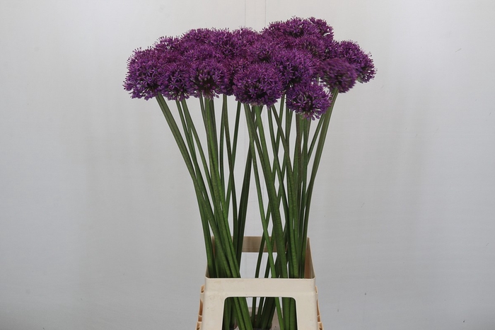 <h4>Allium 'Dark Knight'</h4>