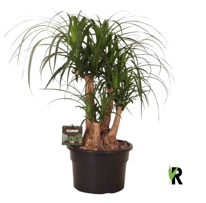 <h4>Beaucarnea Rec. Vertakt P23</h4>