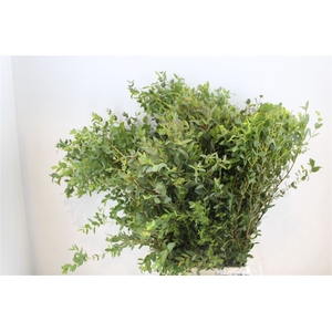 Euca Parvifolia 300gr P Bunch