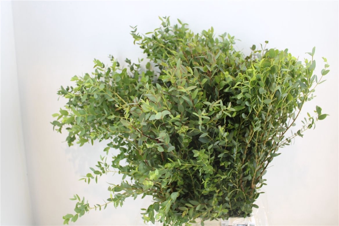 <h4>Euca Parvifolia 300gr P Bunch</h4>