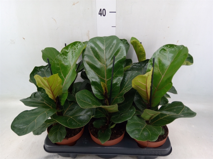 <h4>Ficus lyrata 'Bambino'</h4>