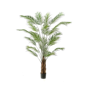Areca palm 240cm (demontabele verpa