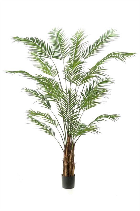 <h4>Areca palm 240cm (demontabele verpa</h4>