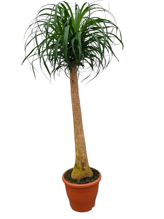 <h4>Beaucarnea 29 cm</h4>