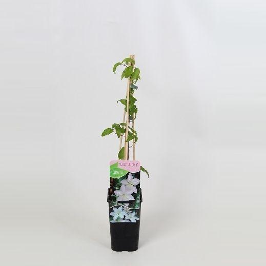 <h4>Clematis Gladys Picard</h4>