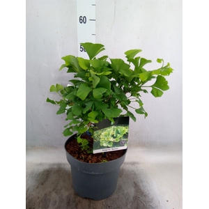 Ginkgo biloba   ...