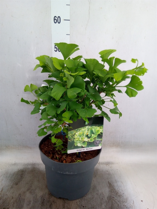 <h4>Ginkgo biloba   ...</h4>
