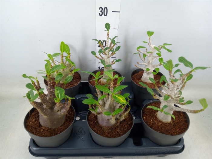 <h4>Adenium NB 'Ansu Baobab'</h4>