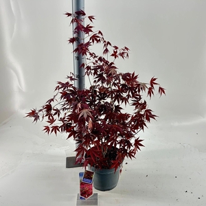 Acer palmatum Atropurpureum