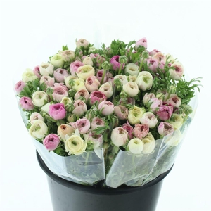 Ran El Sfumato White Pink Extra