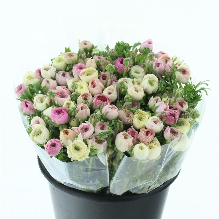 <h4>Ran El Sfumato White Pink Extra</h4>