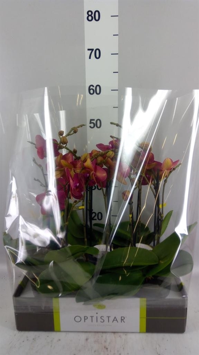 <h4>Phalaenopsis   ...red</h4>