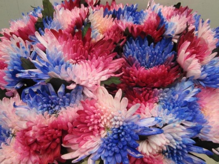 <h4>Chr G Topspin Sweet Mary</h4>