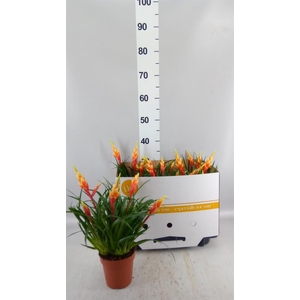 Vriesea  'Shannon'