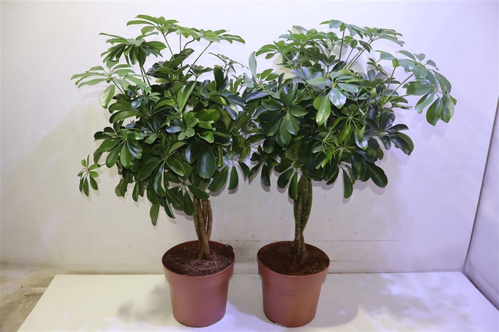 <h4>Schef Ar Nora</h4>