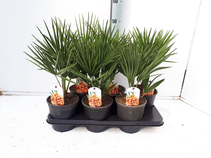 <h4>Chamaerops humilis</h4>