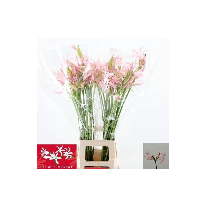 <h4>Nerine Bo Sofie</h4>