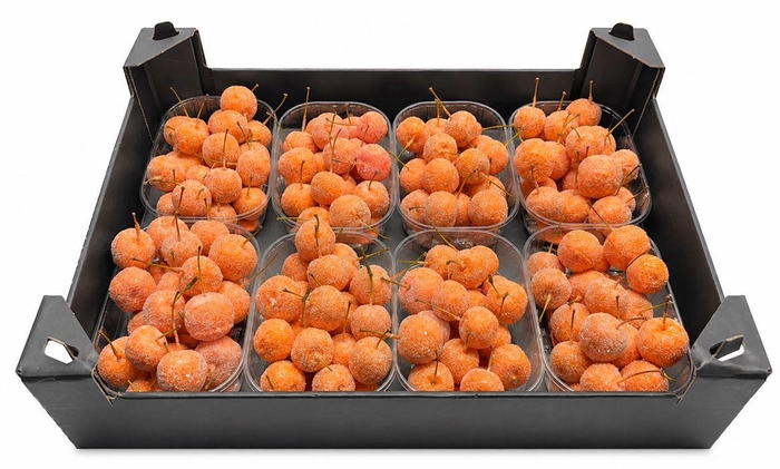 <h4>Waxmalus Gl Oranje</h4>