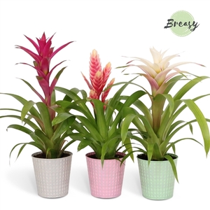 Bromelia Sweet - 13cm in Orlando | Mimesis