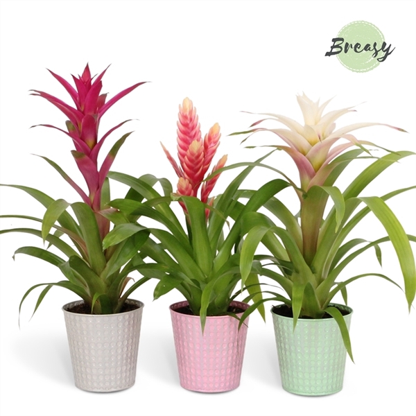 <h4>Bromelia Sweet - 13cm in Orlando | Mimesis</h4>