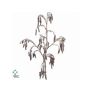 Alnus Glutinosa [elzenproppen]