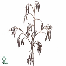 <h4>Alnus Glutinosa [elzenproppen]</h4>