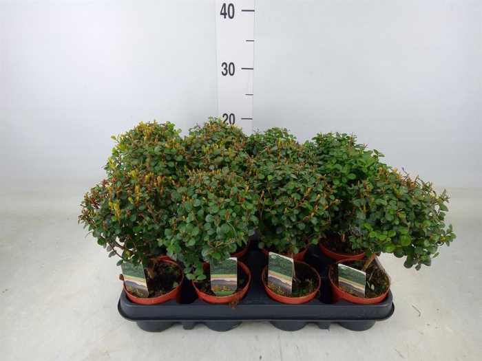 <h4>Myrsine africana</h4>