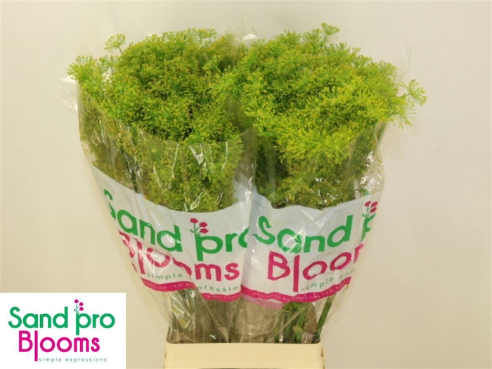 <h4>Anet Graveolens</h4>