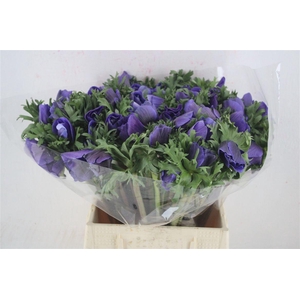 Anem Mistral Super Blue